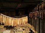 Wiszące na sznurach wewnątrz stodoły liście tytoniu.