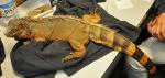 Iguana ujawniona w Dorohusku 