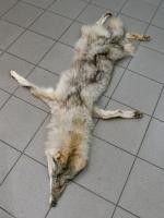 Skóra wilka zatrzymana w Terespolu