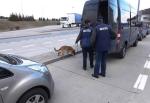 dwoje funkcjonariuszy łotewskiego cła z psem służbowym kontroluje busa na przejściu granicznym