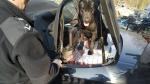 czarny labrador Służby Celno-Skarbowej stoi w bagażniku samochodu osobowego na ujawnionych papierosach