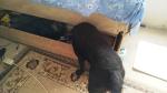 czarny labrador przeszukuje skrzynię wersalki w pomieszczeniu mieszkalnym