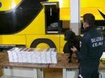 Czarny labrador siedzi przy paczkach z papierosami. Obok stoi funkcjonariusz Slużby Celno-Skarbowej. W tle widać fragment żółtego autokaru.
