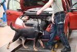 Funkcjonariusz Krajowej Administracji Skarbowej z psem służbowym kontroluje samochód. Pies wącha pod otwartą maską auta.