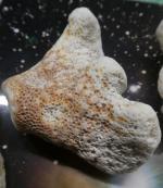 Fragment skamieniałego koralowca w odcieniach bieli i brązu