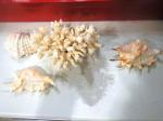 trzy muszle i koralowiec leżące na białym stole