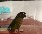 Papuga w koorze zielonym w szklanym terrarium