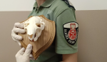funkcjonariuszka Służby Celno-Skarbowej prezentuje czaszkę bobra  przytwierdzoną do drewnianej podstawy