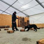 zdjęcie ze szkolenia psów służbowych - owczarek niemiecki podczas obwąchiwania drewnianych skrzynek 